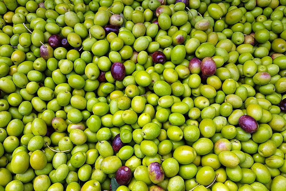 aceitunas-verdes.png